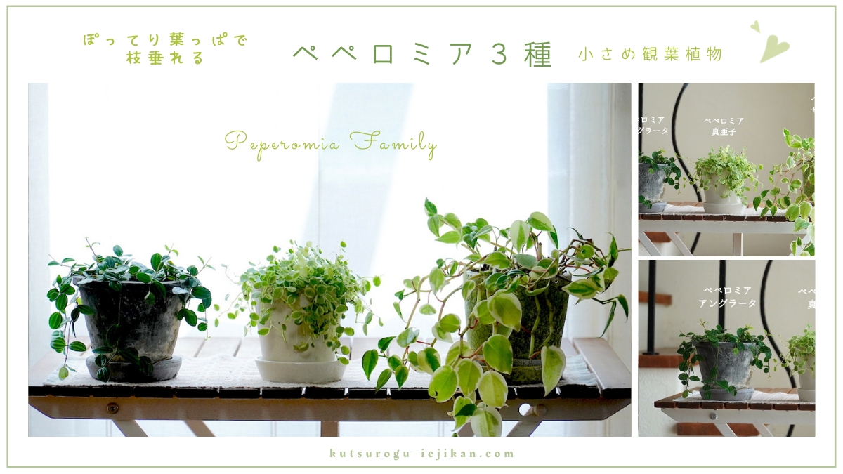 我が家の小さめ観葉植物、ぽってり葉っぱで枝垂れるペペロミア３種の紹介 | くつろぐ家時間
