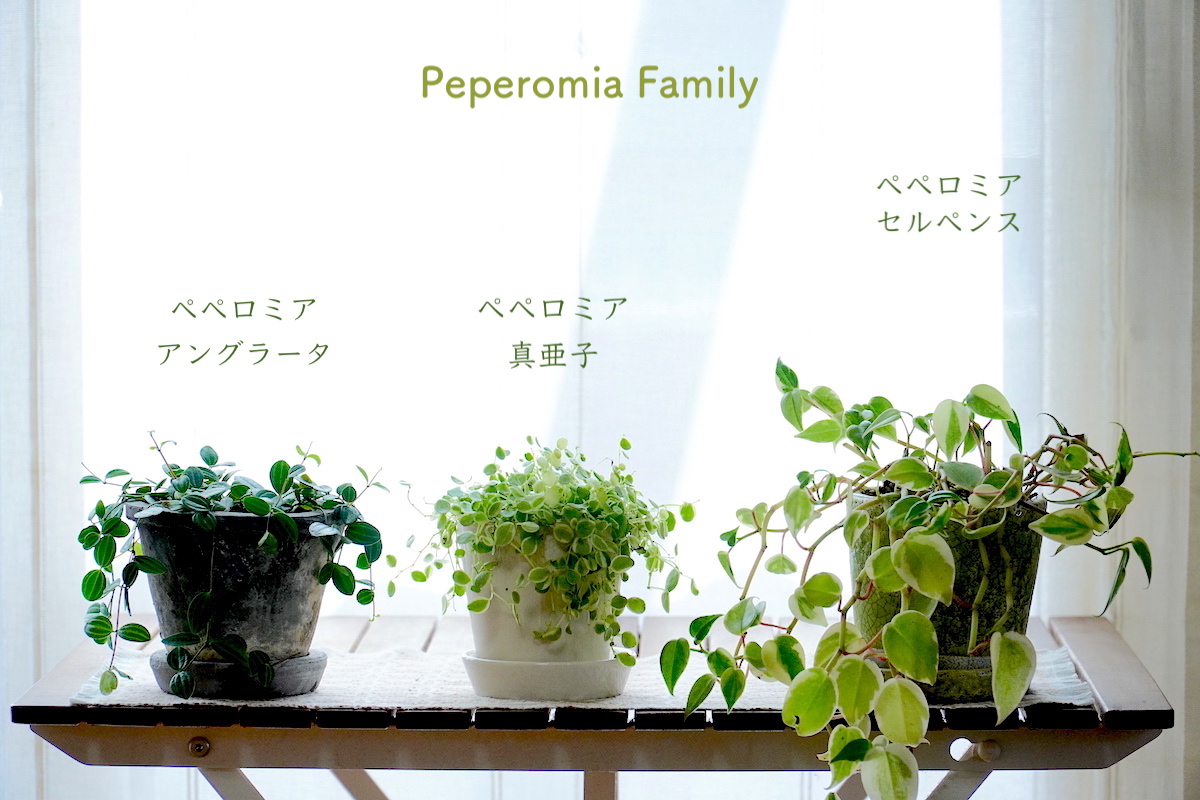 我が家の小さめ観葉植物 ぽってり葉っぱで枝垂れるペペロミア３種の紹介 くつろぐ家時間