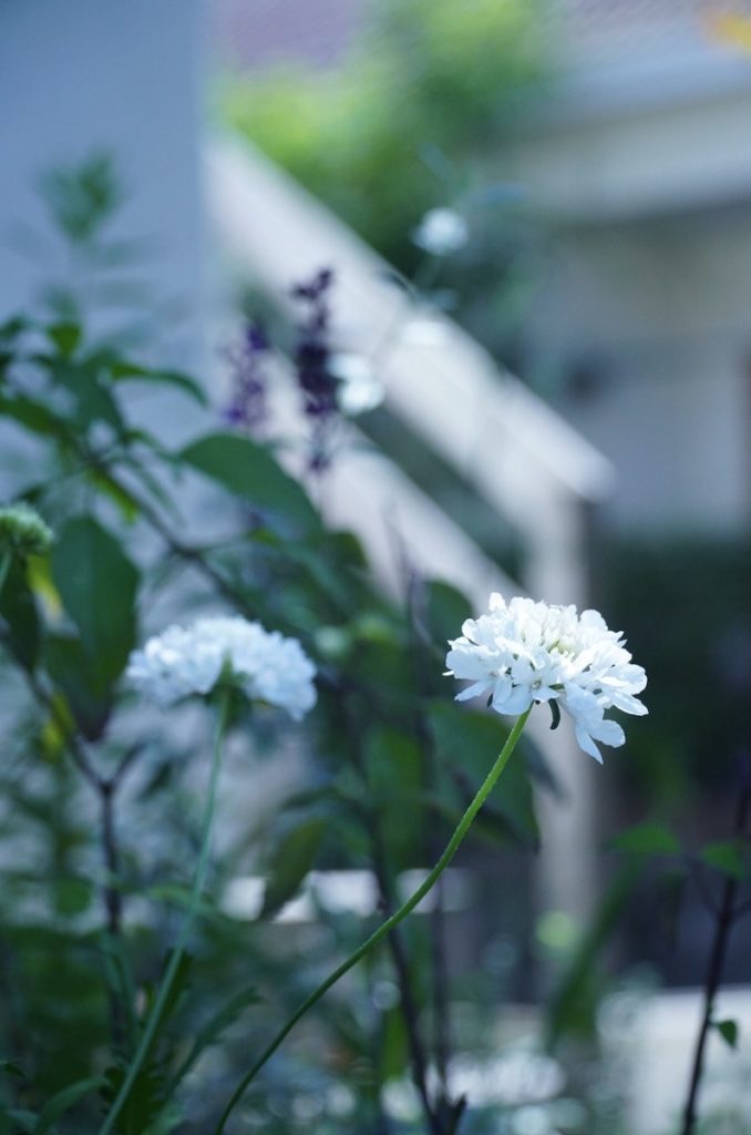 ２度枯れてしまったスカビオサを再び 白色で切り花向け品種 くつろぐ家時間