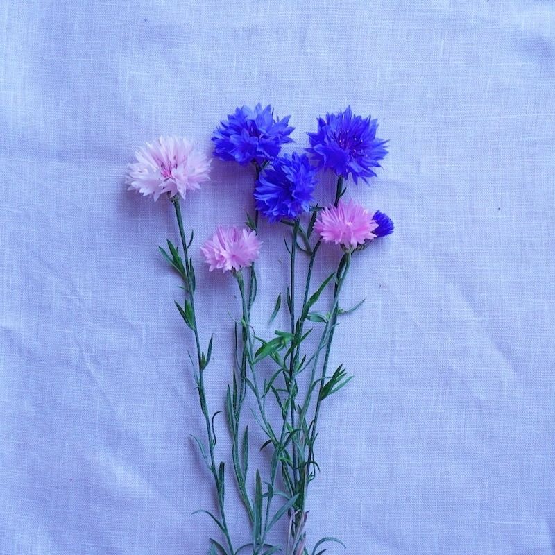 秋に種まきしてみた矢車菊 ブルー ピンク色が咲いた春のこと コーンフラワー くつろぐ家時間