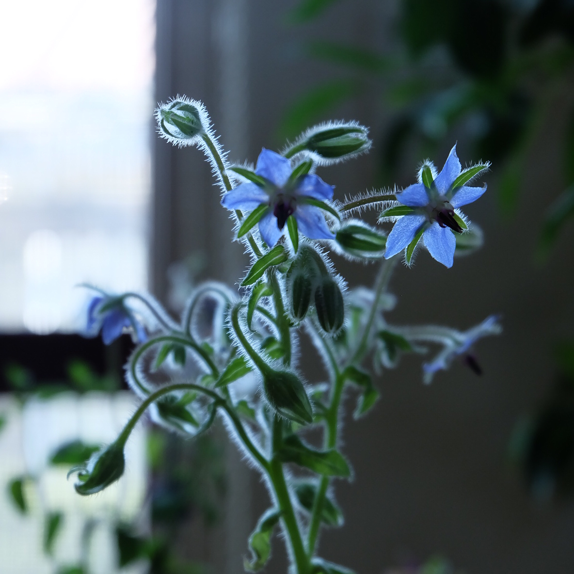 春に種まき １本だけ育ってた貴重なボリジ くつろぐ家時間