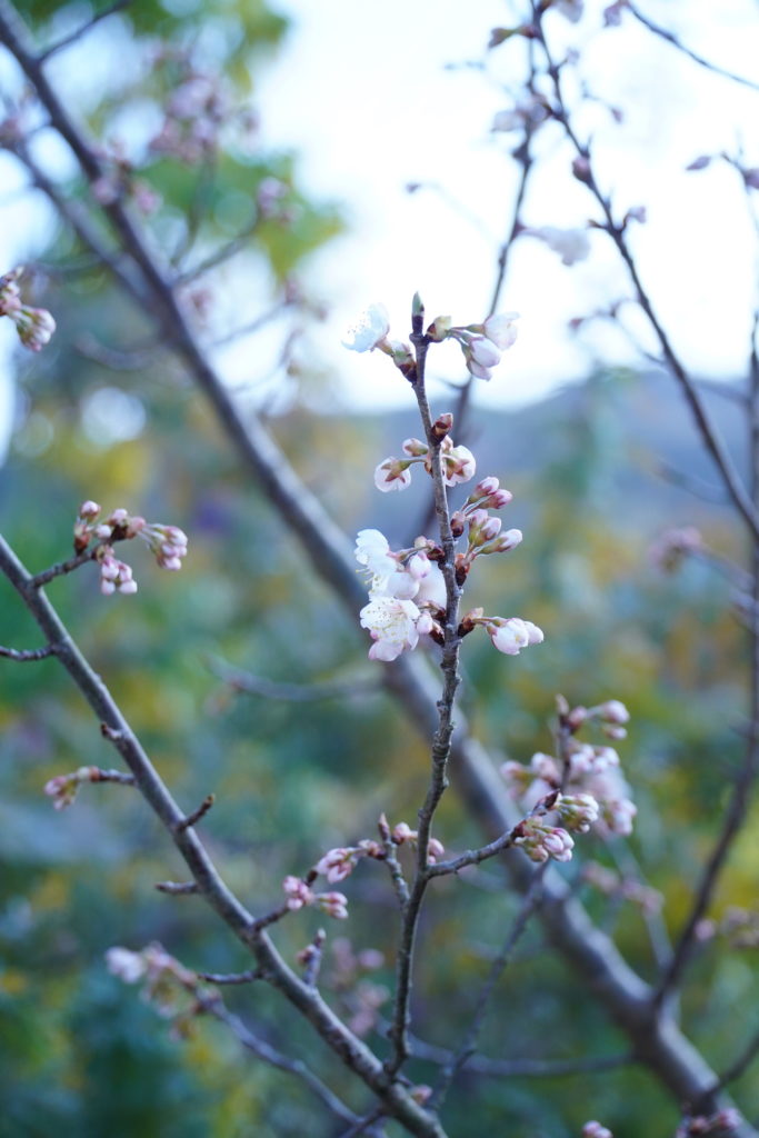 さくらんぼの蕾から花咲く３月 桜より一足先に くつろぐ家時間