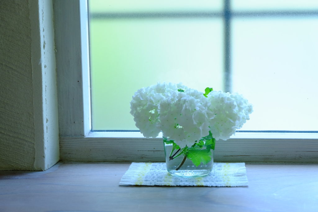 白いお花に惹かれる ビバーナム スノーボール 剪定時期に注意 くつろぐ家時間